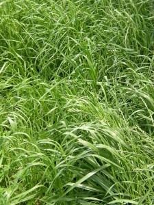 Annual ryegrass (Lolium rigidum)