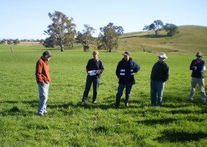 Phalaris was grazed in combination with lucerne pastures at Mooneys Gap EverGraze Supporting Site