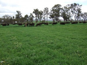 Euroa Grazing experiment