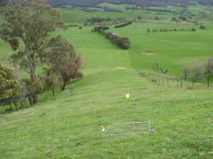 The control paddock on Morants property