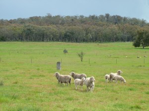 Native pastures at Chiltern Proof Site, spring 2009
