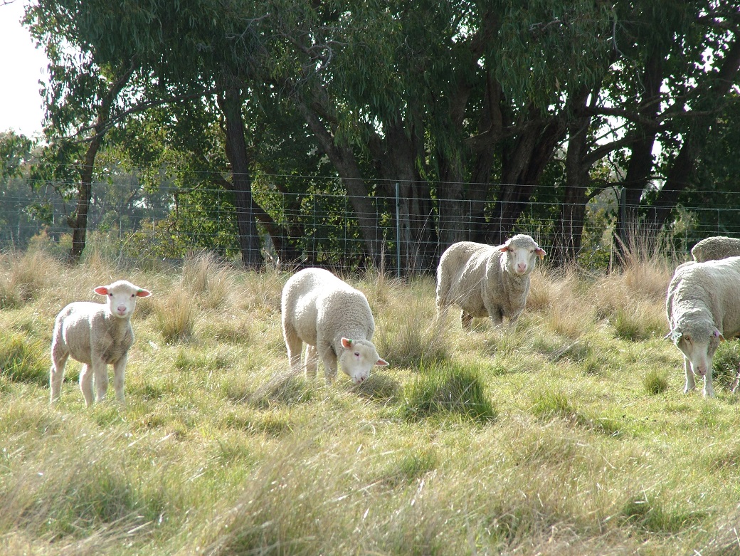 Low legume content and fertiliser-responsive annual species at Chiltern Low legume content and fertiliser-responsive annual species at Chiltern meant there was no composition or production change in response to increased fertility.