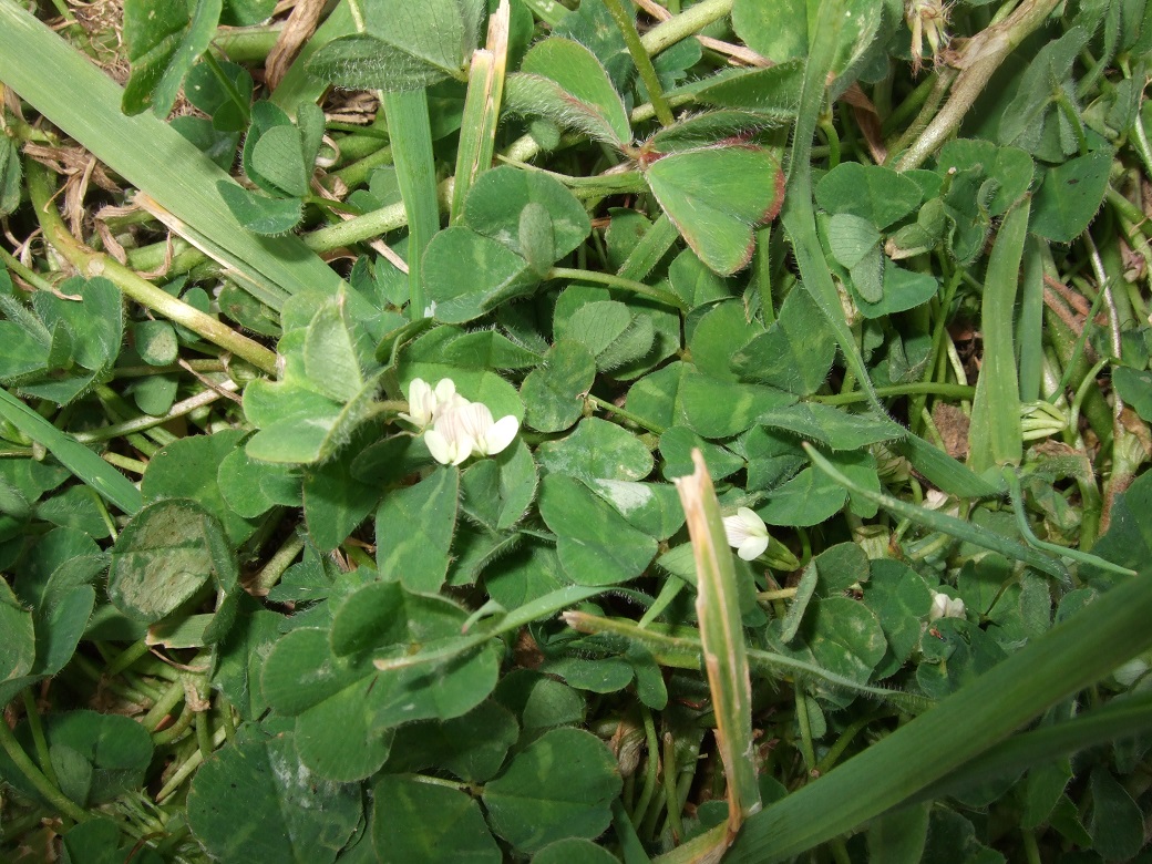 sub clover