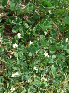 Flowering sub clover