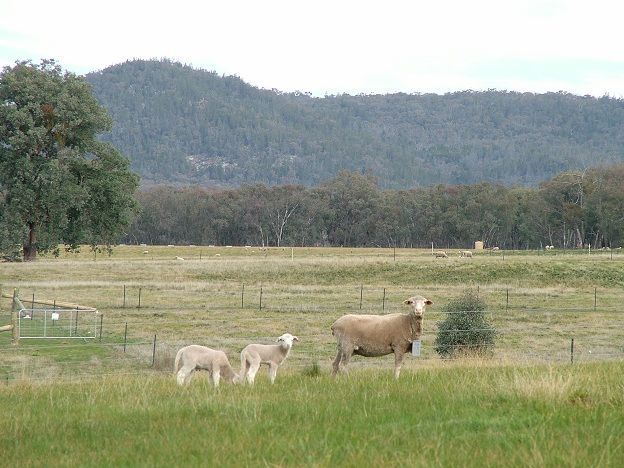 Ewe and twin lambs in the 4-paddock rotation