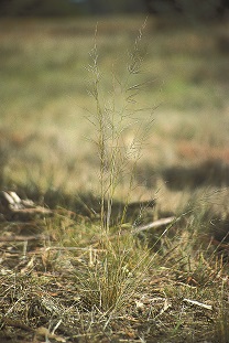 Spear grass (Austrostipa scabra)