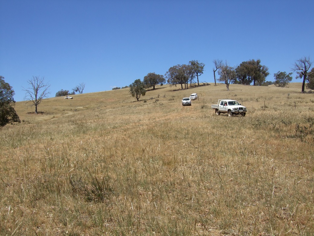 Native pastures at Holbrook, summer 2010