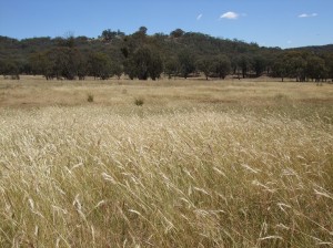 Wallaby grass dominated native pasture at Holbrook