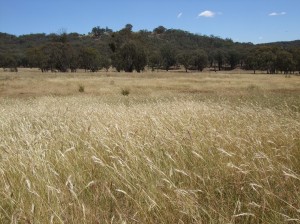 Native pastures at Holbrook