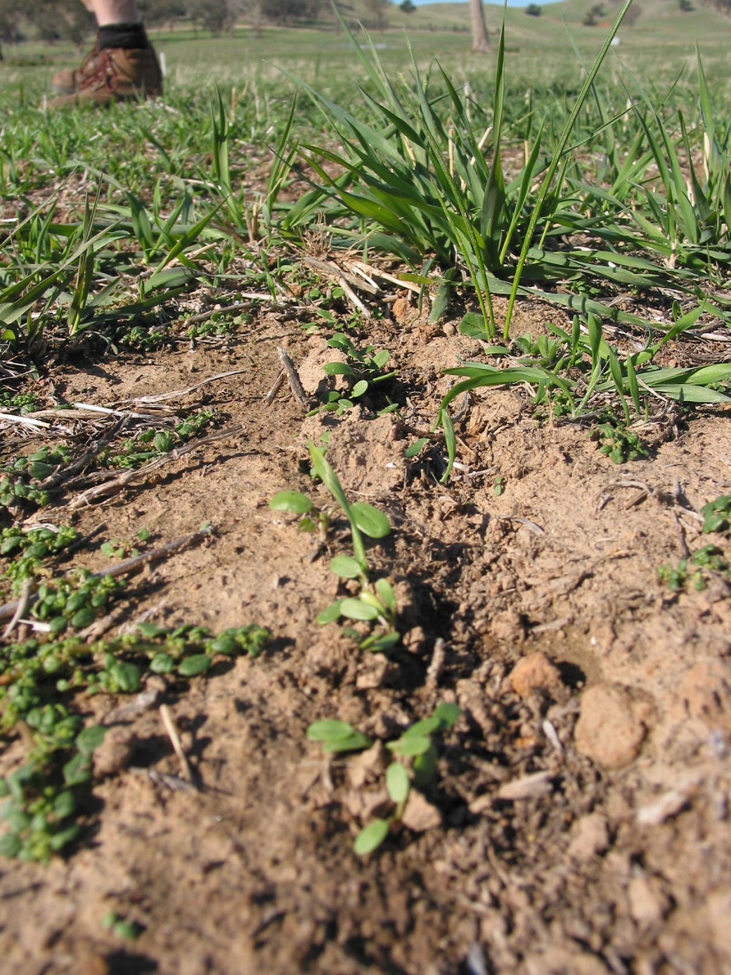 Clover germination at Holbrook in the direct drilled treatment Clover germination at Holbrook in the direct drilled treatment.