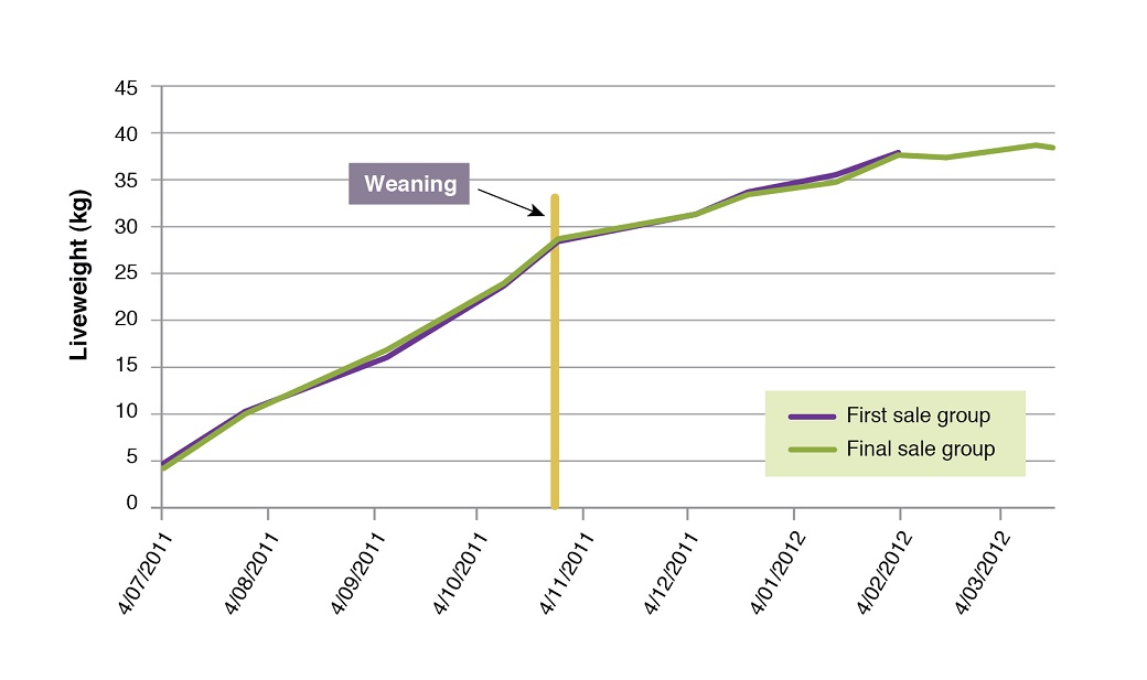 Lamb growth rates pre and post weaning on native dominant pastures at Chiltern in 2011
