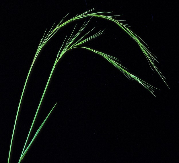 Microlaena stapoides seed head