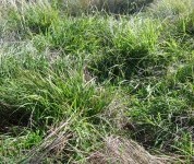 Microlaena spread rapidly by rhizomes and stolons after high spring/summer rains at Chiltern, Holbrook and Orange