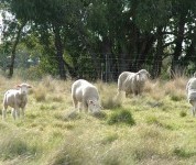 Native pastures at Chiltern suited store lamb production
