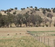 Integrated native pasture and phalaris grazing system at Holbrook