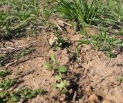 Clover germination was successful with direct drilling but unsuccessful with broadcast at Holbrook