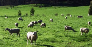 The Morant’s run livestock including 500 Poll Dorset stud ewes on their property near Tallangatta, Victoria.