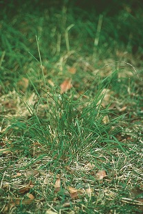 Weeping grass (Microlaena stipoides)
