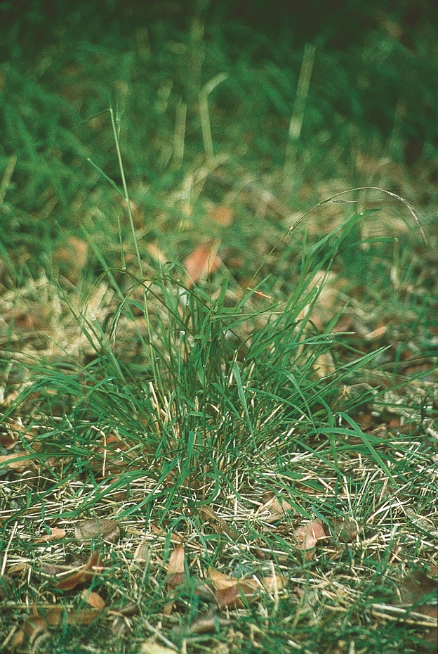 Microlaena stapoides