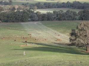 Lime was applied in a strip on the trial paddock in May 2008