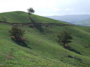 North facing steep hill at Strath Creek Supporting Site