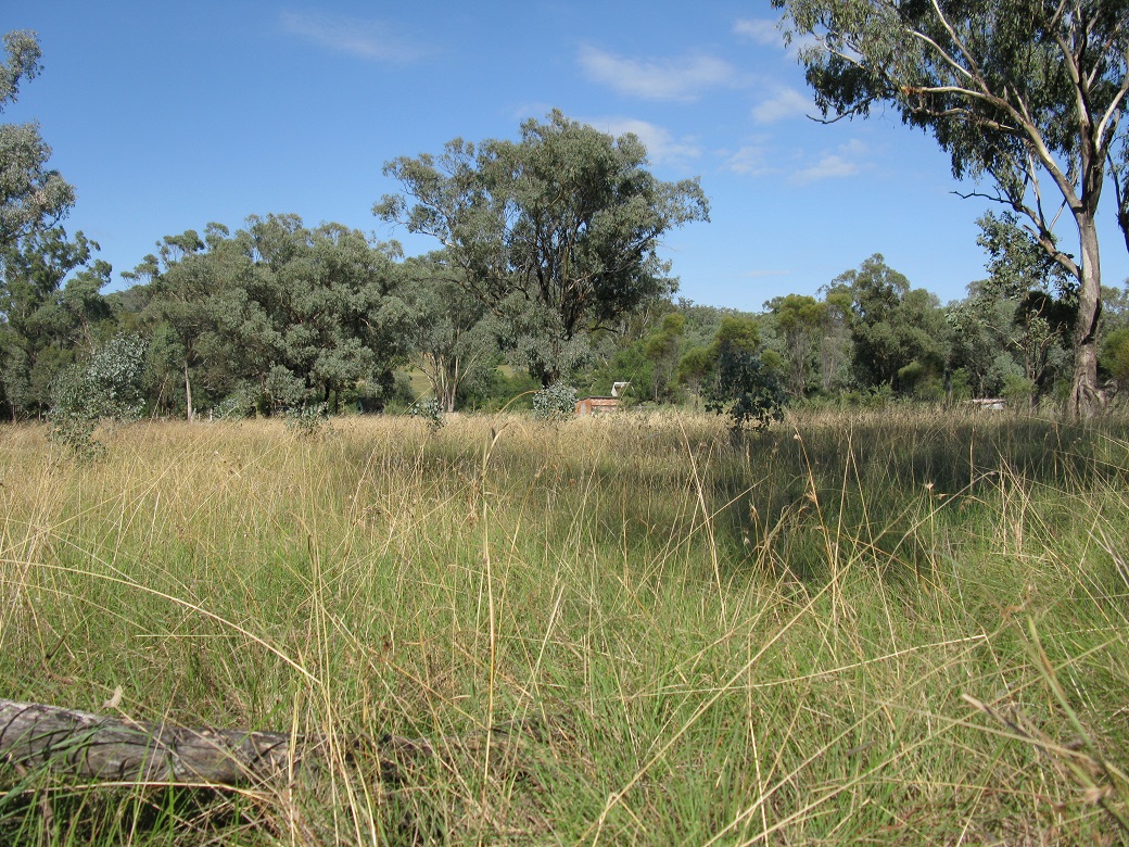 Figure 2. Derived Box–Gum grassy woodland in northern NSW (N.Schultz).