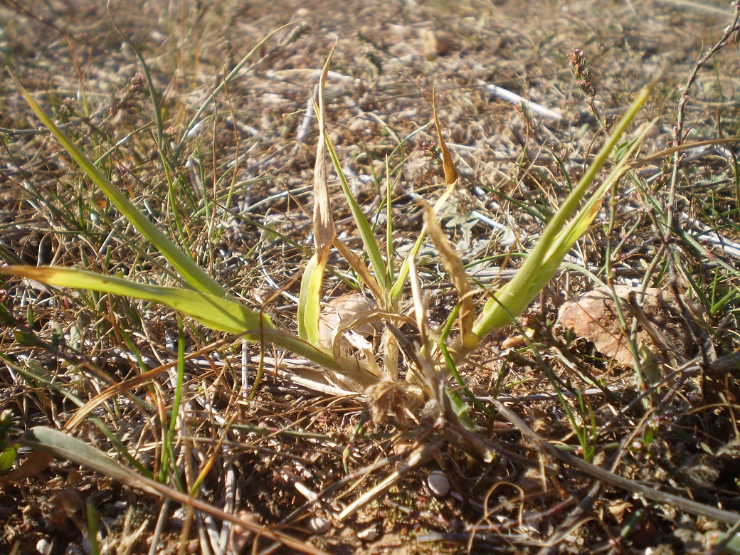 Phalaris under moisture stress, May 2012.