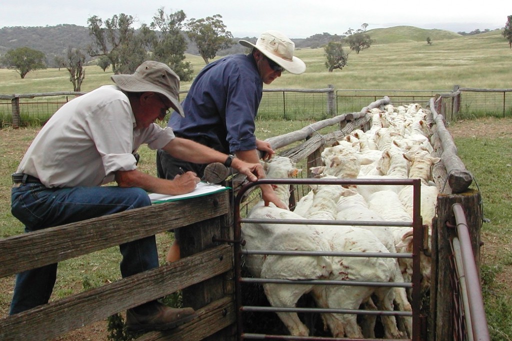 NSW DPI research staff, Mark Brennan and Brian Roworth (retired), assessing Merino fat score during on-farm monitoring.