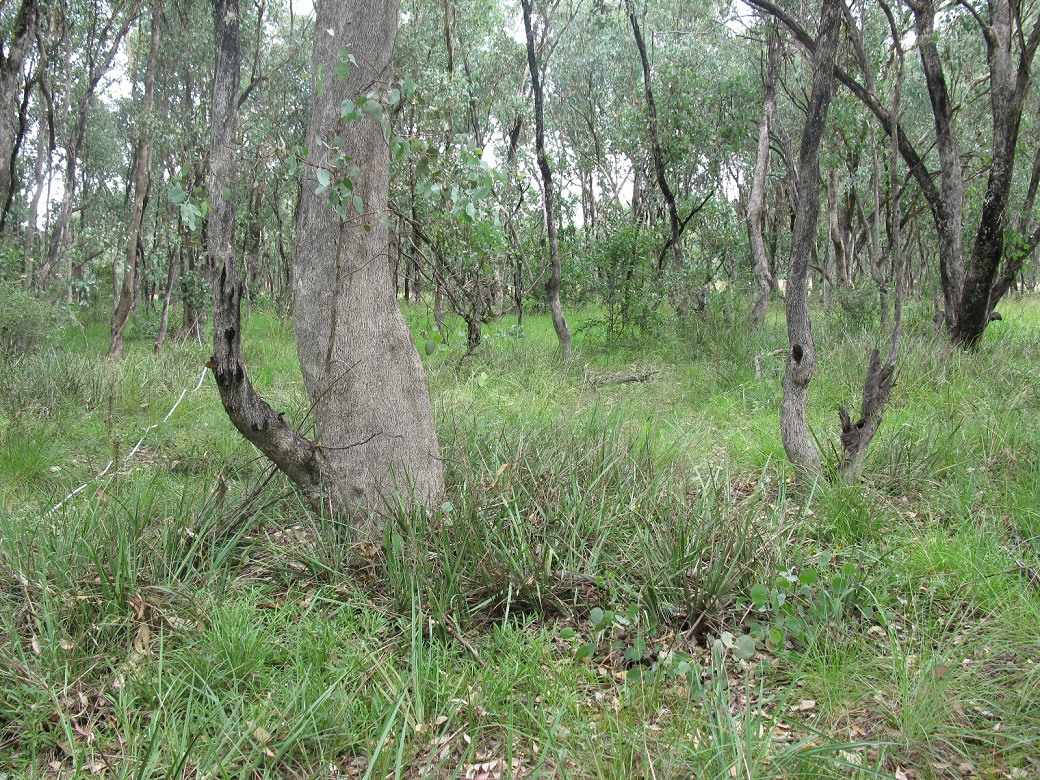 Figure 1. High quality Box–Gum grassy woodland adjacent to Wallabadah Cemetary, northern NSW (N. Schultz).