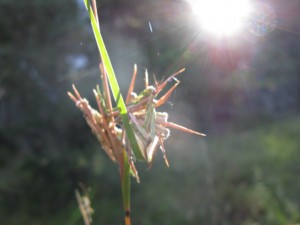 Barbed-wire grass (Cymbopogon refractus)