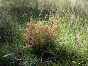 Mat-rushes (Lomandra spp.)