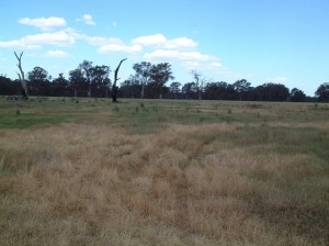 Class 1 (changes in pasture composition)