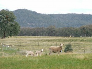 Ewe with twin lambs at the Chiltern Proof Site