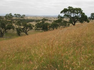 Native pastures in steep hill country at Ballyrogan