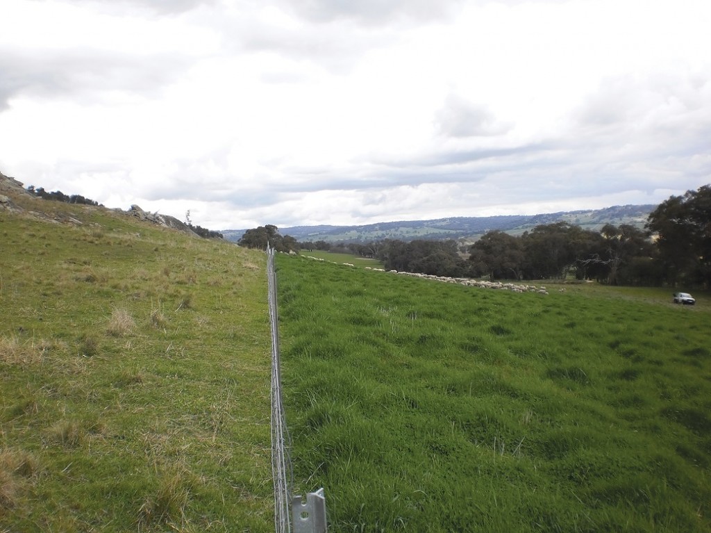 Increasing soil fertility in the right part of the landscape dramatically changed pasture composition and increased production at Creightons Creek Supporting Site.