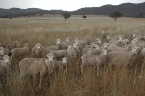 Spring 2009 showing Merino ewes and lambs grazing native perennial grass pastures