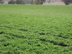 Ungrazed lucerne pasture