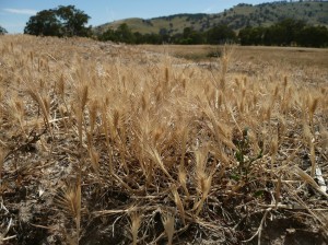 Sea barley grass