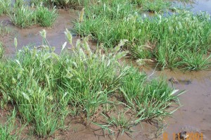 Annual beard grass