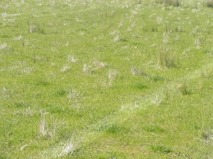 Thanks to the favourable spring and good seed set, both the Wimmera and Tetila ryegrasses came back in their second year in very good densities.