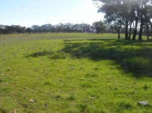 Both the autumn-sown phalaris (pictured) and the spring-sown phalaris performed better than the two annual ryegrass paddocks, despite being slower to establish.