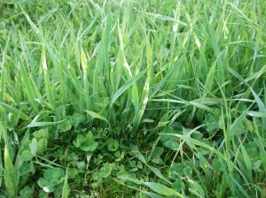 Newly sown phalaris and sub clover. Phalaris/sub clover pastures are still probably the best option for the Northwood area.