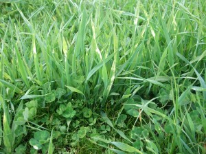 Newly sown phalaris and sub clover. Phalaris/sub clover pastures are still probably the best option for the Northwood area.
