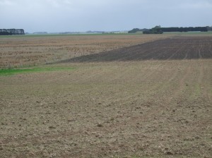 An understanding of the soil is critical when selecting pasture species to establish at a site. Soil types varied significantly at Warncoort and phalaris proved itself on the heavy, dark sodic areas. 