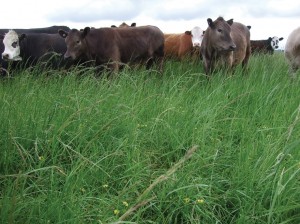 Tall fescue grows rapidly in spring and heavy grazing is required to retain feed quality 
