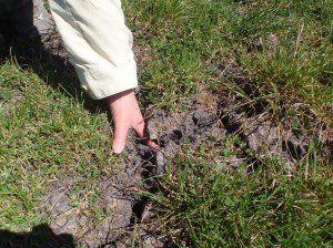 Whilst the phalaris held the soil together, the ryegrass site (pictured) cracked as before.