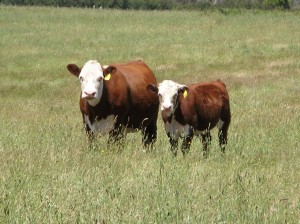 Cattle enterprises in East Gippsland traditionally calve in Autumn.