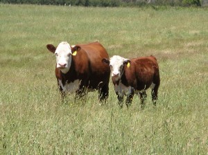 Pasture on red gum plains in late spring