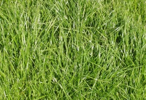 Irrigated ryegrass pasture