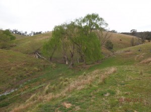 Native pasture at Ensay